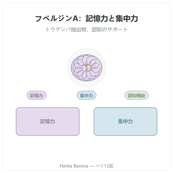 ヒューペルジンA – Dynveo – 60カプセル presentation Paris Herba Barona