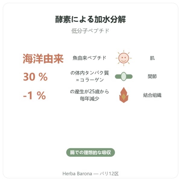 加水分解マリンコラーゲン カプセル benefits and key facts Paris Herba Barona