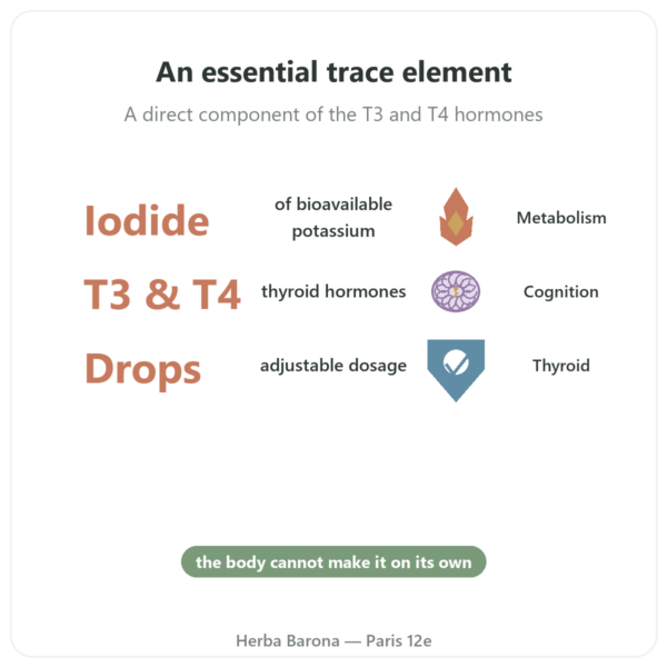 Iodine Drops – Dr Jacob's benefits and key facts Paris Herba Barona