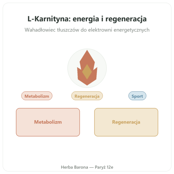 L-karnityna Dynveo (winian) Carnipure® – 500 mg / 300 kapsułek prezentacja Paris Herba Barona