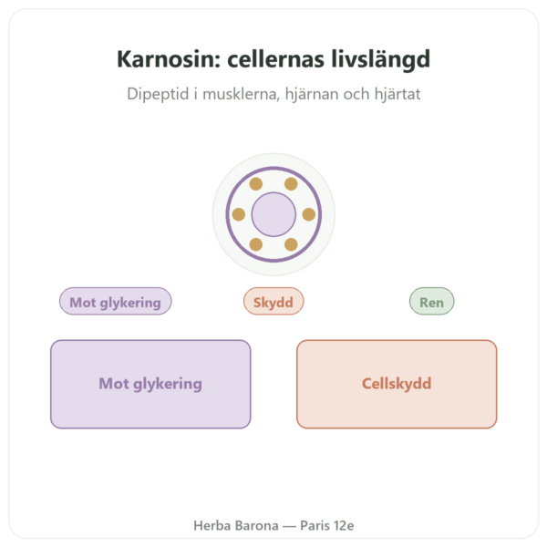 Karnosin 500 mg 60 kapslar DYNVEO presentation Paris Herba Barona
