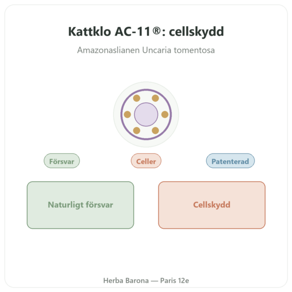 Kattklo AC-11® – Dynveo – 350 mg – 60 kapslar presentation Paris Herba Barona