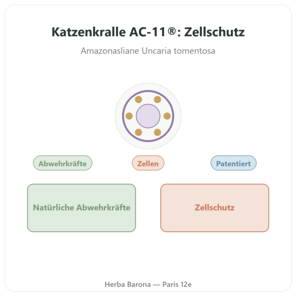 Katzenkralle AC-11® – Dynveo – 350 mg – 60 Kapseln Vorstellung Paris Herba Barona