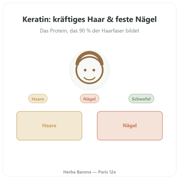 Keratin Cynatine® HNS – Dynveo – 500 mg – 60 Kapseln Vorstellung Paris Herba Barona