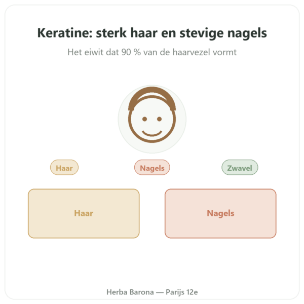 Keratine Dynveo 60 capsules presentatie Paris Herba Barona