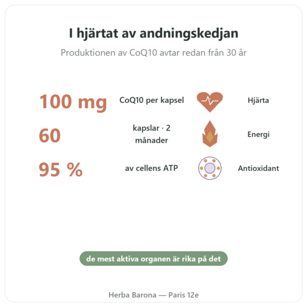 Koenzym Q10 100 mg – Distriform' – 60 kapslar fördelar och nyckelfakta Paris Herba Barona