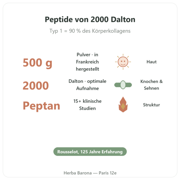 Kollagenpeptid Typ 1 Rind – 500 g – Nutrimuscle Vorteile und Fakten Paris Herba Barona