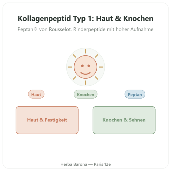 Kollagenpeptid Typ 1 Rind – 500 g – Nutrimuscle Vorstellung Paris Herba Barona