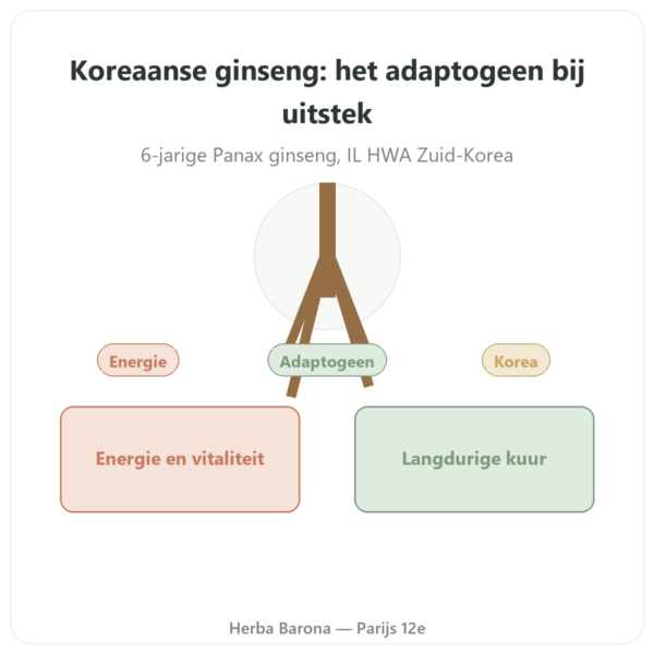 Koreaanse ginseng 100 capsules 500mg IL HWA Korea - Adaptogeen presentatie Paris Herba Barona