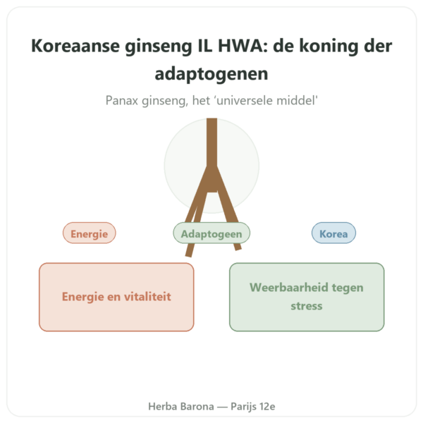 Koreaanse Ginseng 50 Capsules 500mg IL HWA Korea – Adaptogeen presentatie Paris Herba Barona