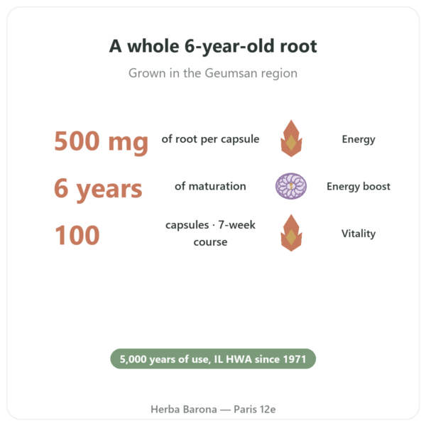 Korean Ginseng 100 Capsules 500mg – IL HWA Korea – Adaptogen benefits and key facts Paris Herba Barona
