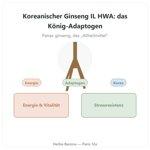Koreanischer Ginseng 50 Kapseln 500 mg – IL HWA Korea – Adaptogen Vorstellung Paris Herba Barona