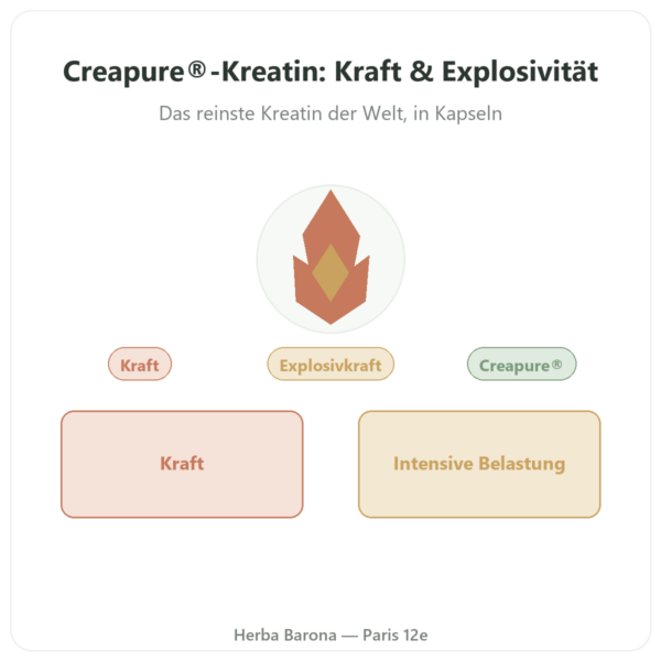Kreatin-Monohydrat Creapure® – Dynveo – 180 Kapseln Vorstellung Paris Herba Barona