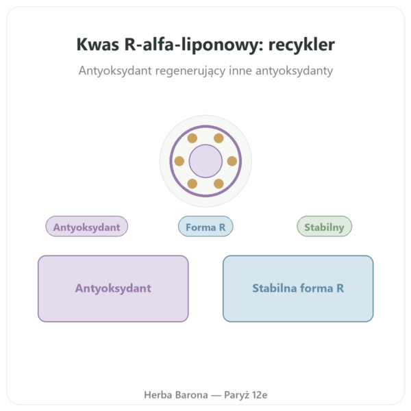 Kwas R-alfa-liponowy 100 mg – DYNVEO – 60 kapsułek prezentacja Paris Herba Barona