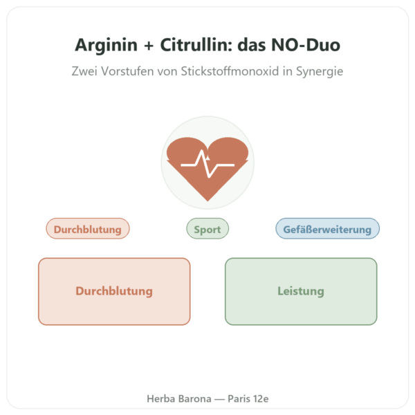 L-Arginin & L-Citrullin 500/250 mg – Now Foods – 120 pflanzliche Kapseln Vorstellung Paris Herba Barona