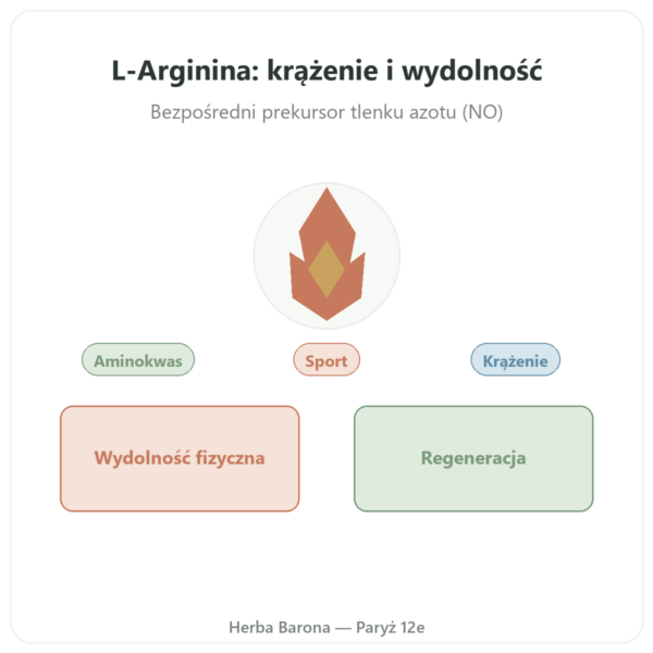 Arginina – 1 000 mg – Now Foods – 120 tabletek prezentacja Paris Herba Barona