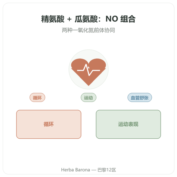 L-精氨酸 & L-瓜氨酸 500/250毫克 – NOW Foods – 120粒植物胶囊 产品展示 Paris Herba Barona