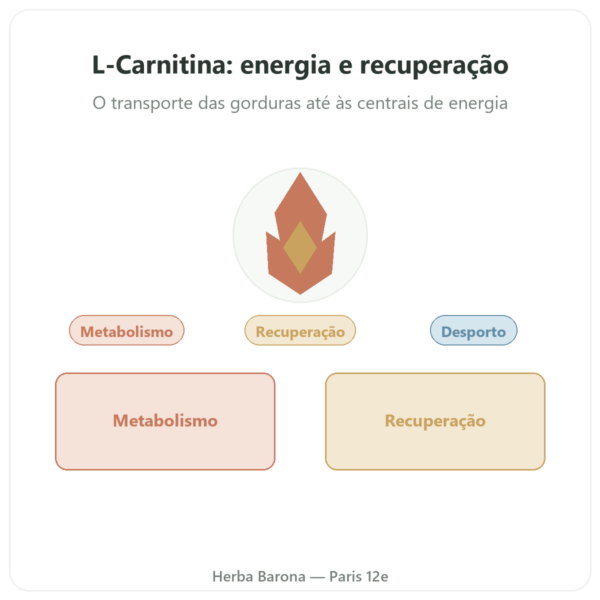 L-Carnitina Dynveo (tartrato) Carnipure® – 500mg / 300 cápsulas apresentação Paris Herba Barona