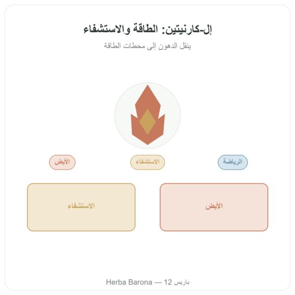 كارنيتين (تارترات) Carnipure® – 500 ملغ / 60 كبسولة Dynveo عرض المنتج Paris Herba Barona