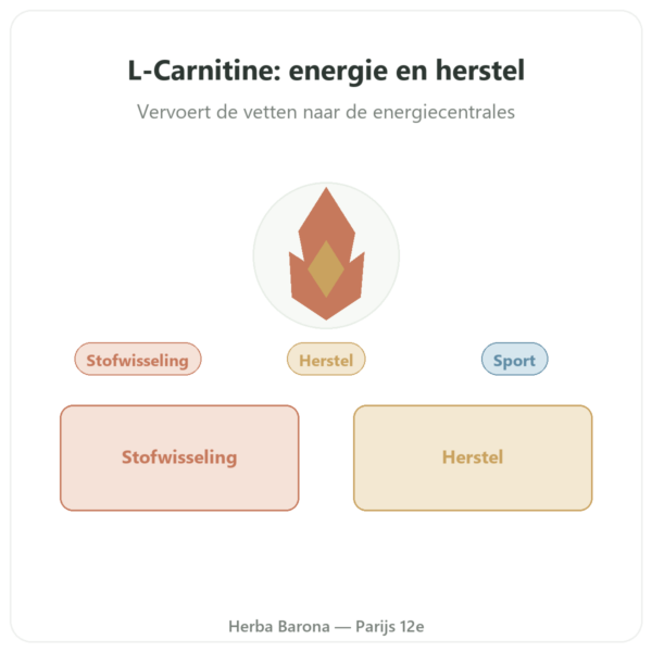 Carnitine (tartraat) Carnipure® – 500mg / 60 capsules Dynveo presentatie Paris Herba Barona
