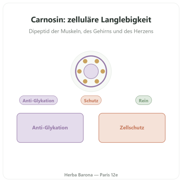 L-Carnosin – Dynveo – 500 mg – 60 Kapseln Vorstellung Paris Herba Barona