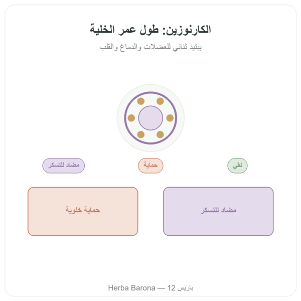 كارنوزين 500 mg 60 كبسولة DYNVEO عرض المنتج Paris Herba Barona