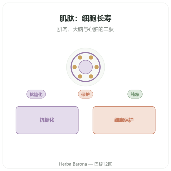 肌肽 500 mg 60 粒 DYNVEO 产品展示 Paris Herba Barona