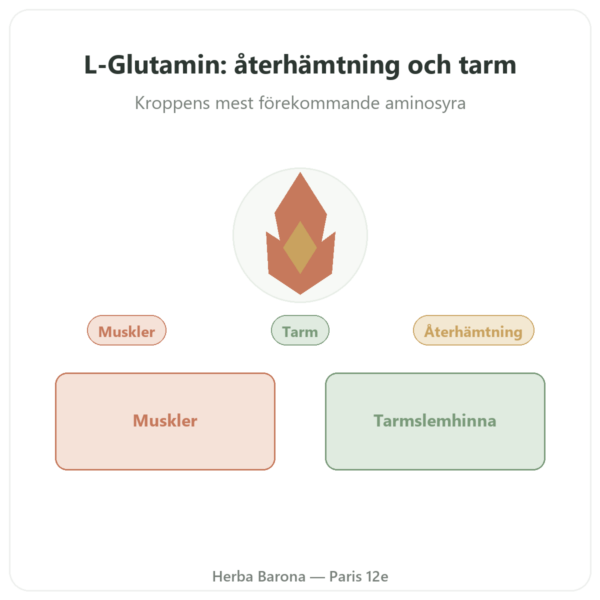 L-Glutamin 750 mg – 300 kapslar – Dynveo – Kyowa Quality presentation Paris Herba Barona