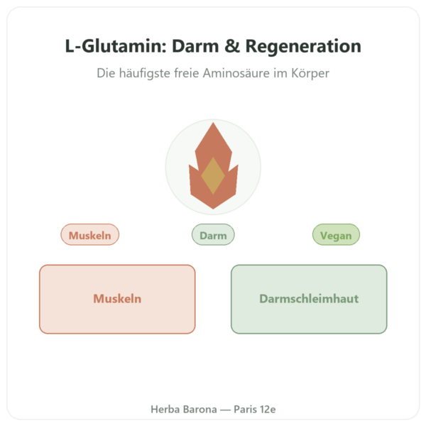 L-Glutamin Kyowa Quality® – Dynveo – 750 mg – 60 Kapseln Vorstellung Paris Herba Barona