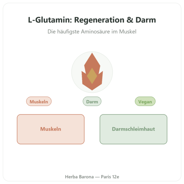L-Glutamin Pulver Kyowa Quality™ 150 g – Dynveo Vorstellung Paris Herba Barona