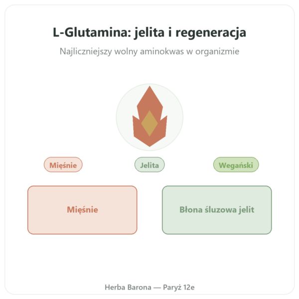 L-Glutamina 750 mg – 60 kapsułek – Dynveo – Kyowa Quality prezentacja Paris Herba Barona
