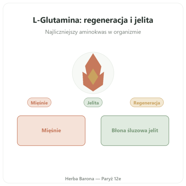 L-Glutamina 750 mg – 300 kapsułek – Dynveo – Kyowa Quality prezentacja Paris Herba Barona