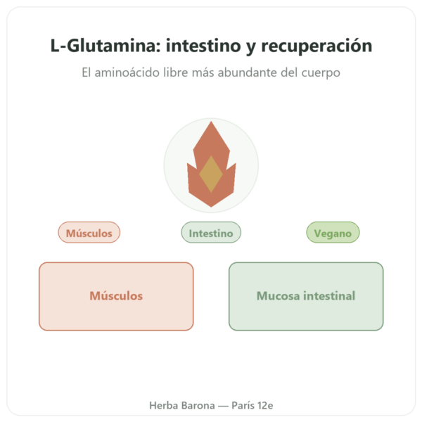 L-Glutamina 750 mg – 60 cápsulas – Dynveo – Kyowa Quality presentación Paris Herba Barona