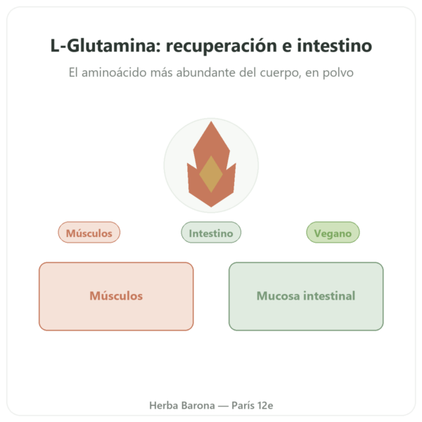 L-Glutamina polvo Dynveo Kyowa Quality 750g presentación Paris Herba Barona