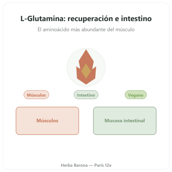 L-Glutamina Dynveo POLVO Kyowa Quality 150g presentación Paris Herba Barona