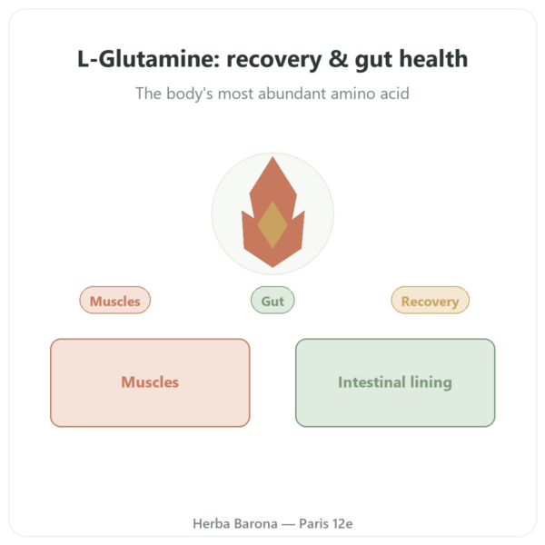 L-Glutamine 750 mg - 300 Capsules - Dynveo - Kyowa Quality presentation Paris Herba Barona