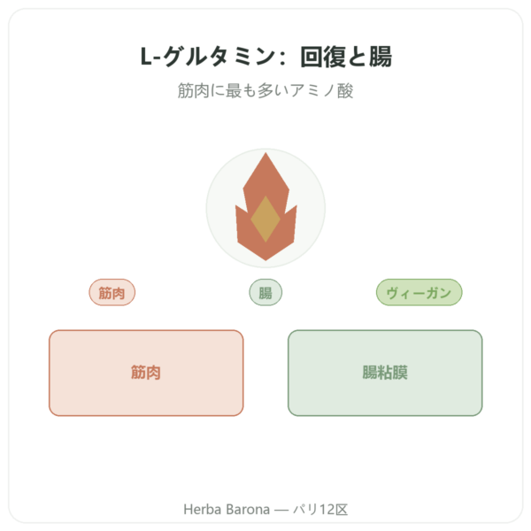 L-グルタミン Dynveo パウダー Kyowa Quality 150g presentation Paris Herba Barona