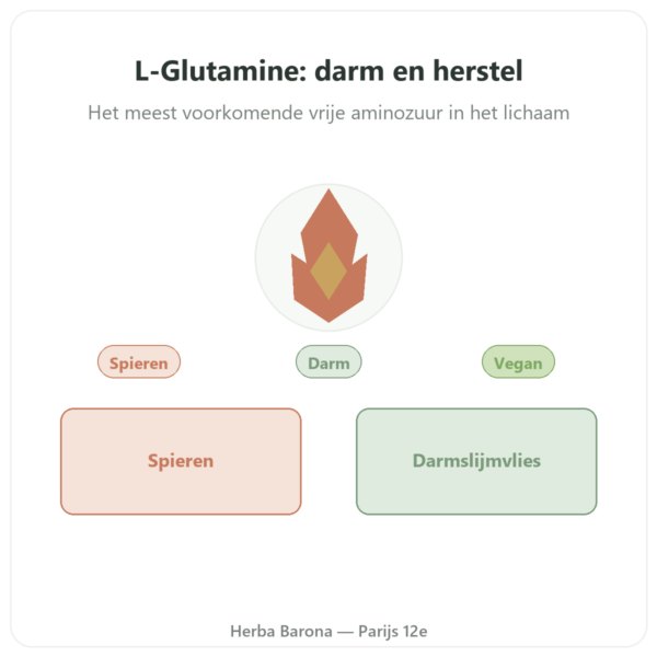 L-Glutamine 750 mg – 60 capsules – Dynveo – Kyowa Quality presentatie Paris Herba Barona