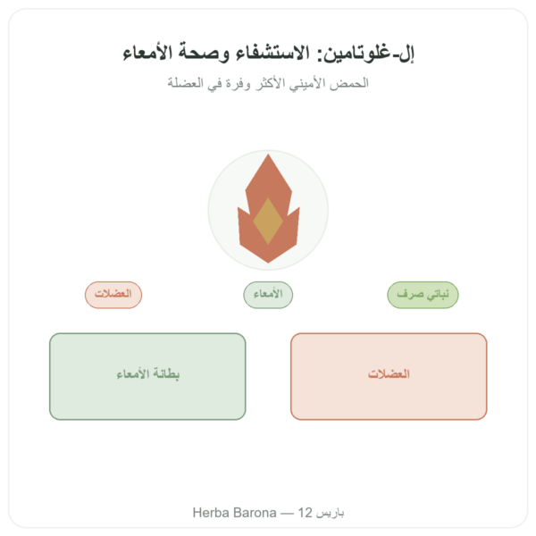 ل-غلوتامين Dynveo بودرة Kyowa Quality 150 غ عرض المنتج Paris Herba Barona