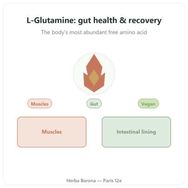 L-Glutamine 750 mg - 60 capsules - Dynveo - Kyowa Quality presentation Paris Herba Barona