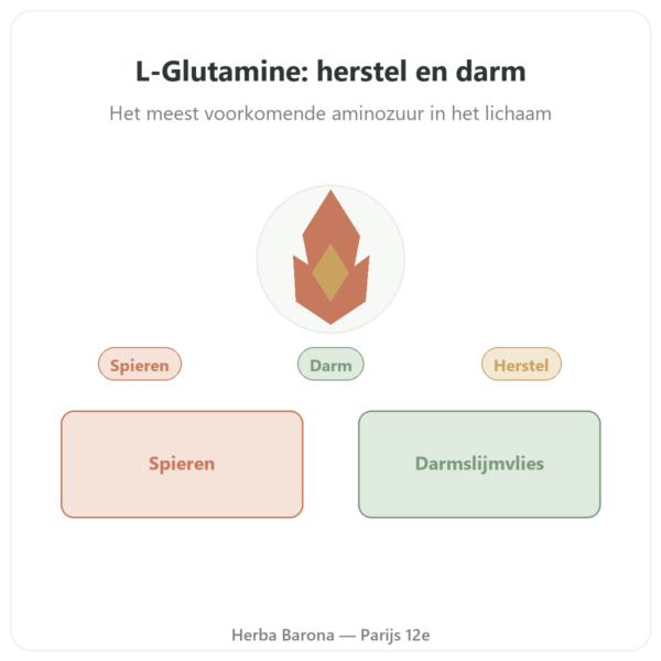L-Glutamine 750 mg 300 capsules – Dynveo Kyowa Quality presentatie Paris Herba Barona