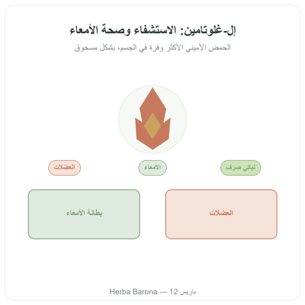 مسحوق L-Glutamine من Dynveo Kyowa Quality، 750 غ عرض المنتج Paris Herba Barona