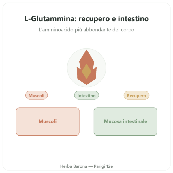 L-Glutammina 750 mg – 300 capsule – Dynveo – Kyowa Quality presentazione Paris Herba Barona