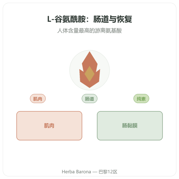 L-谷氨酰胺 750 mg – 60 粒胶囊 – Dynveo – Kyowa Quality 产品展示 Paris Herba Barona