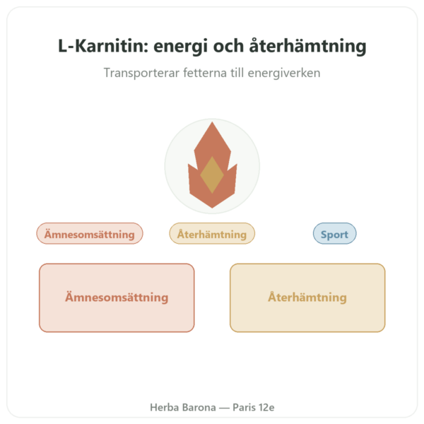 Karnitin (tartrat) Carnipure® – 500mg / 60 kapslar Dynveo presentation Paris Herba Barona
