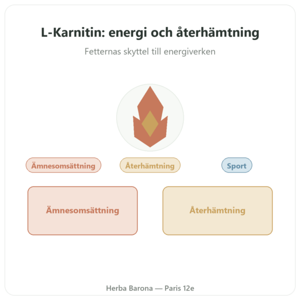 L-karnitin Dynveo (tartrat) Carnipure® – 500 mg / 300 kapslar presentation Paris Herba Barona