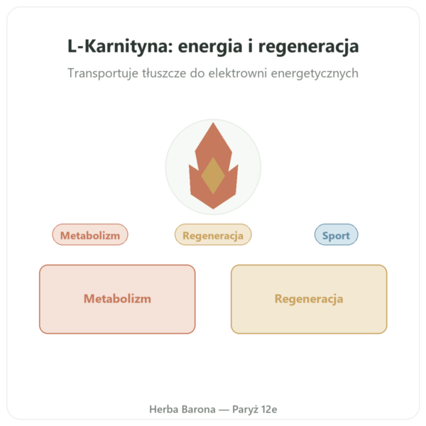 Karnityna (winian) Carnipure® – 500mg / 60 kapsułek Dynveo prezentacja Paris Herba Barona