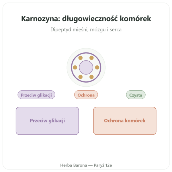 Karnozyna 500 mg 60 kapsułek DYNVEO prezentacja Paris Herba Barona