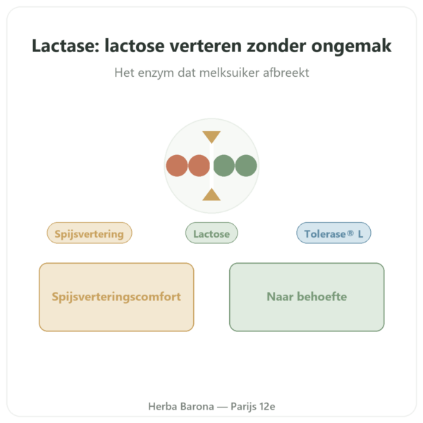 Lactase Dynveo 5000 ALU - 60 capsules - Tolérase® L presentatie Paris Herba Barona