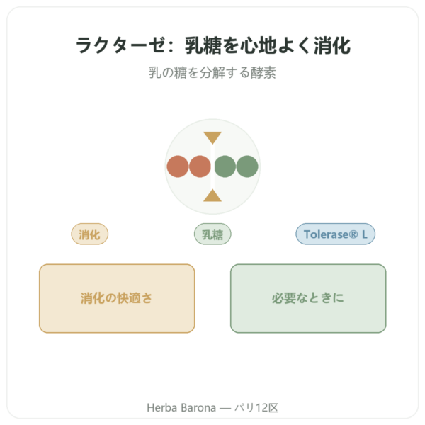 ラクターゼ Dynveo 5000 ALU – 60カプセル – Tolérase® L presentation Paris Herba Barona